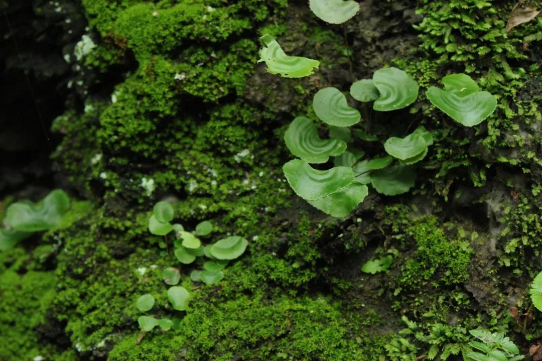 石松类植物与蕨类植物的特征,中国石松目植物的分类系统