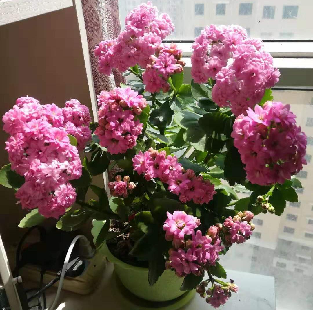 长寿花怎样治疗黑腐病,夏天长寿花黑腐了怎么办