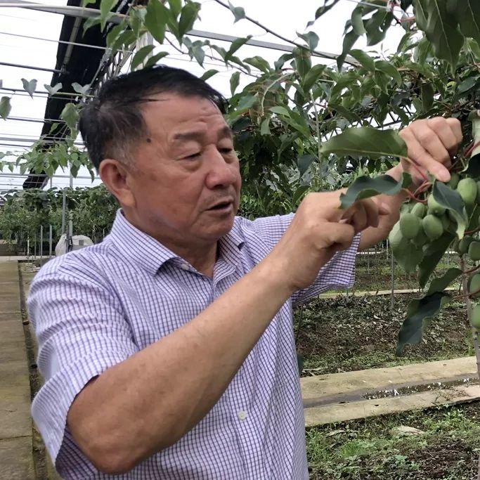 江阴哪里有猕猴桃,江阴猕猴桃