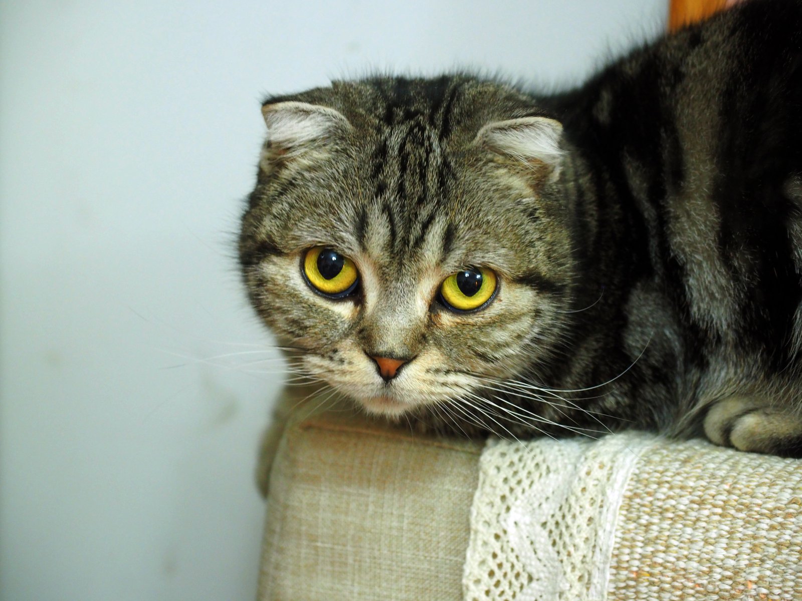 奥林巴斯em5markii使用教程,奥林巴斯em5ii相机使用设置教学