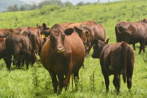 羊场疫苗防疫流程,牛场防疫措施大全