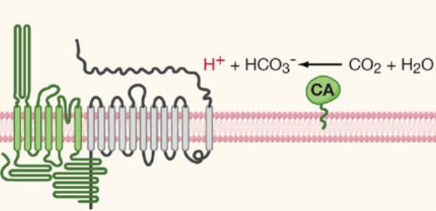 水有气味吗,水有颜色吗有味道吗