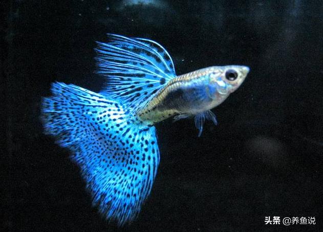 给孔雀鱼换水注意些什么,孔雀鱼换水需要注意什么