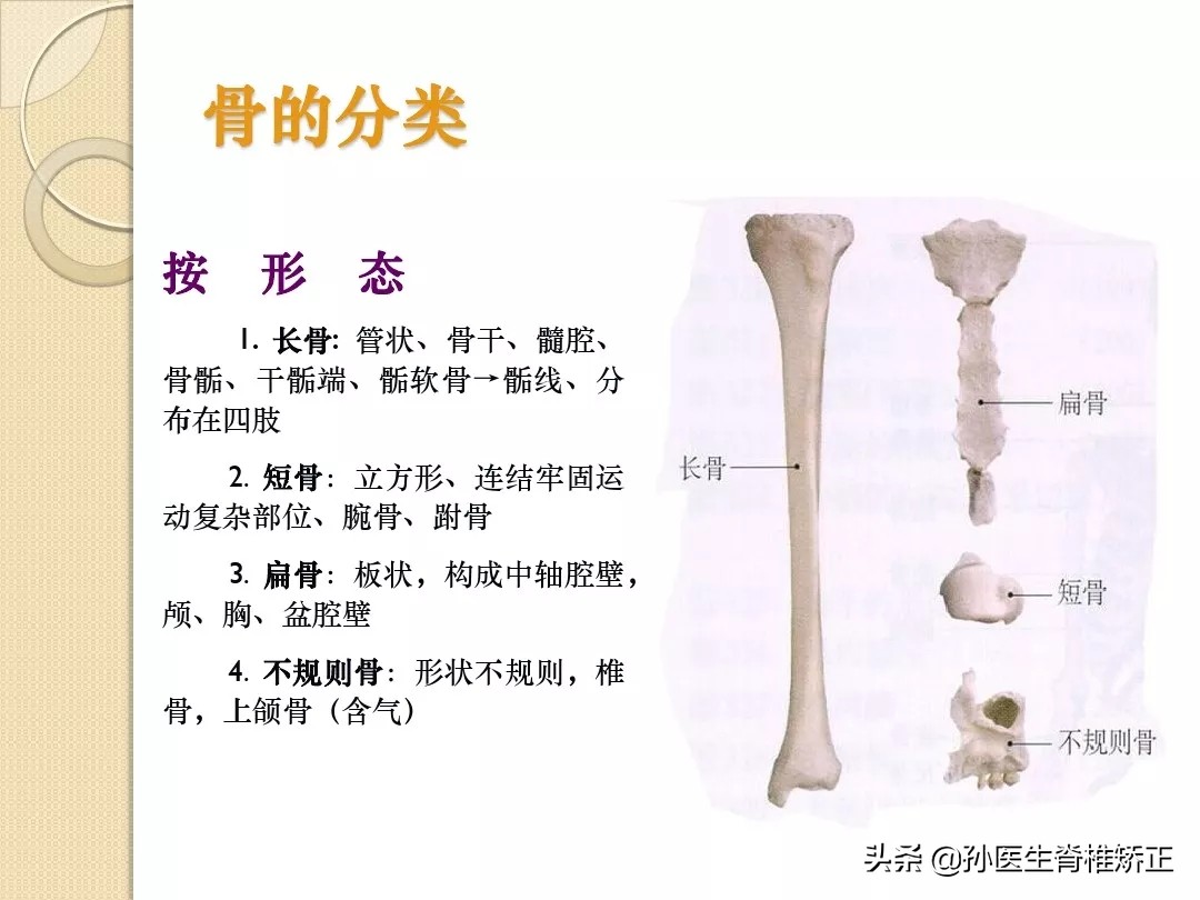 人体解剖学骨骼学思维导图,人体骨骼解剖学纪录片