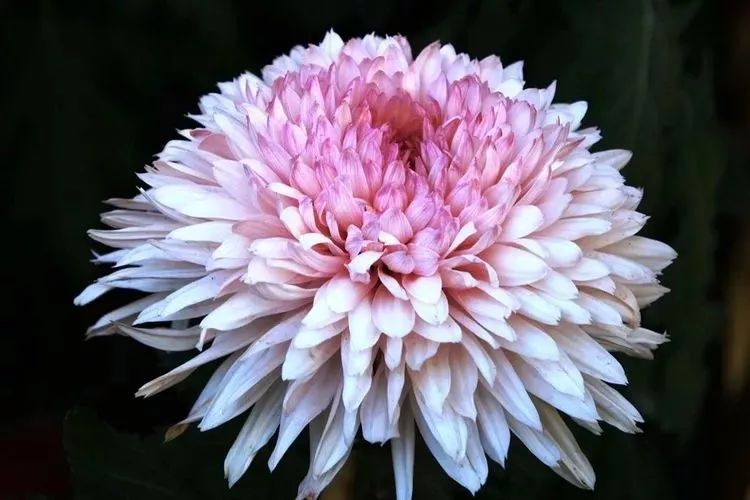 花中四君子菊花,花中四君子菊花的简介