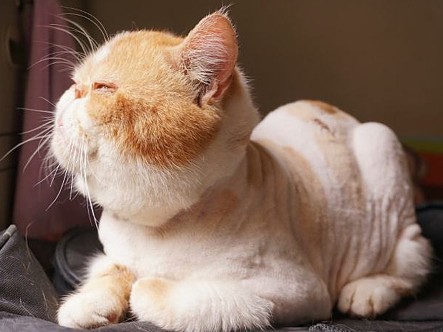 解决猫毛过敏最佳办法,猫毛会导致脸部过敏吗