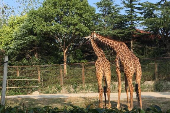 上海一日游必去景点南京路步行街,上海旅游景点步行街推荐一下