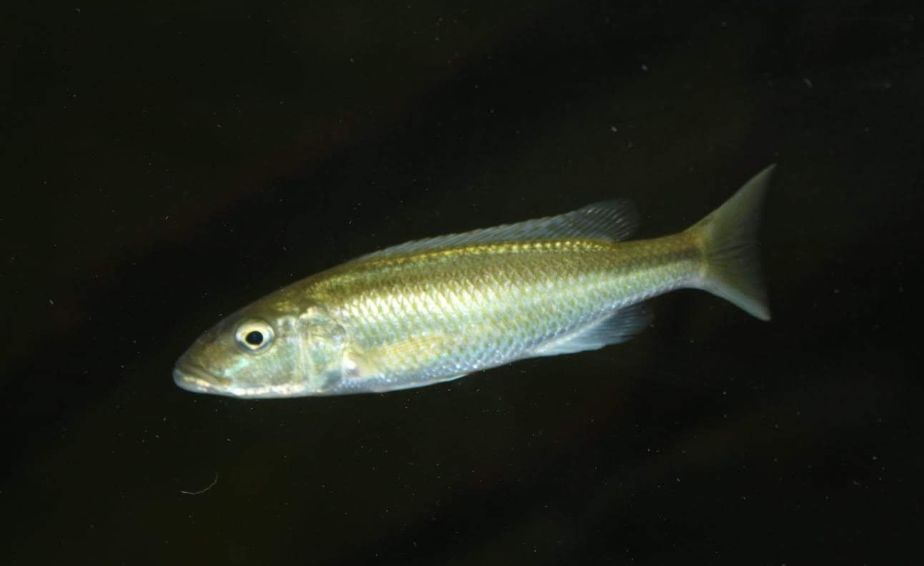 自己做大型水陆缸,在家自己打造一个沙漠缸