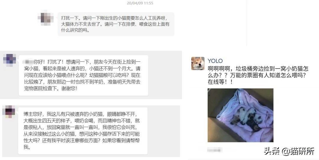 如果捡到小奶猫怎么办,捡到小奶猫要怎么处理