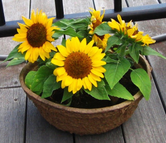 盆栽向日葵如何爆盆,盆栽向日葵高清图片
