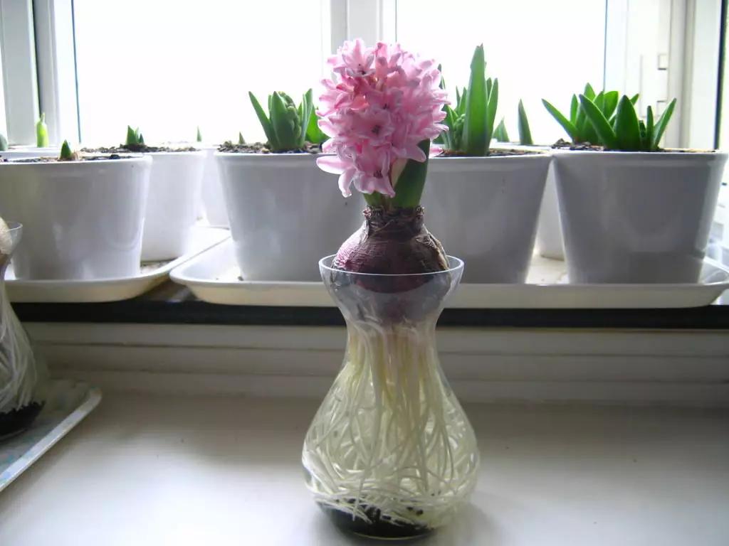 开过的风信子怎么处理,开过的风信子花球怎样处理