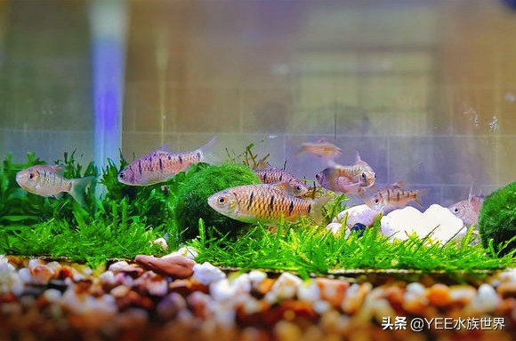 条纹小鲃成鱼发色图片,条纹小鲃发色