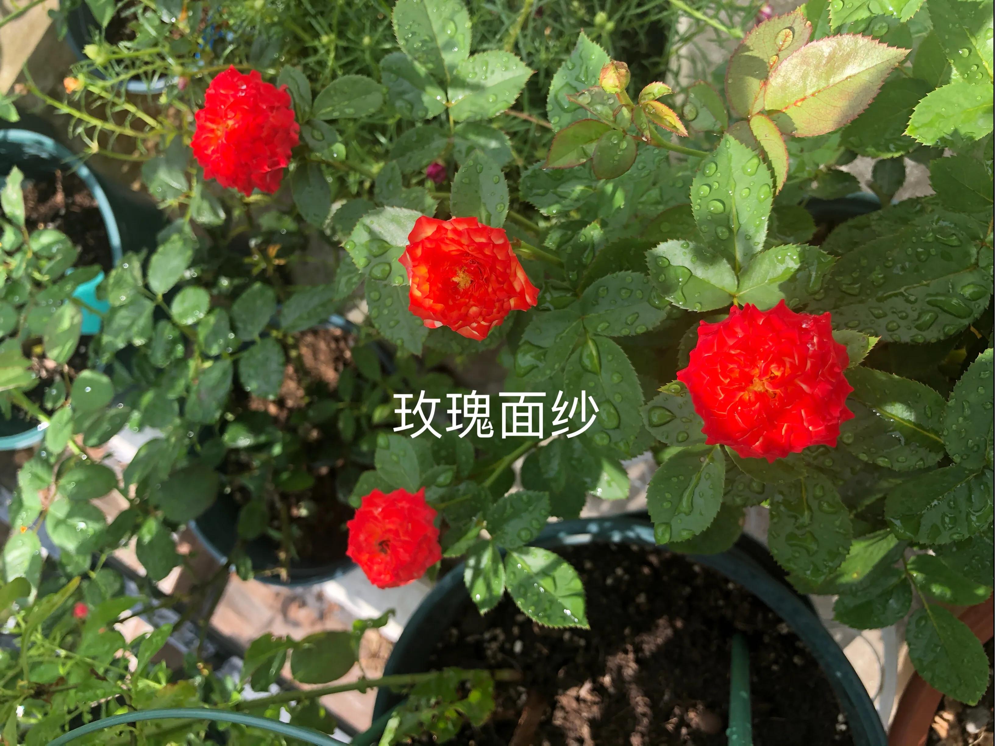 耐晒的藤本月季哪个品种好,哪些月季不适合广东