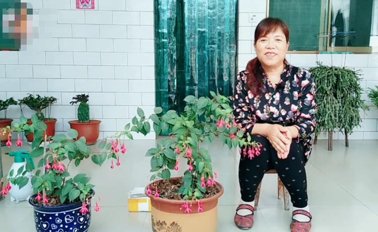 想要倒挂*钟金**不招飞虫？不用农药和烟头水，只要用它就可以搞定