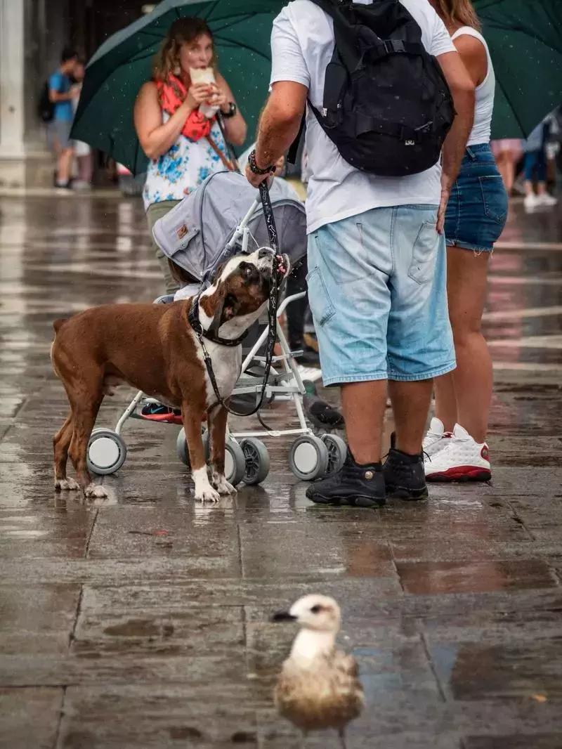 鎴戠殑鏃呮父鎽勫奖缇庡浗娓歌,鎽勫奖浣滃搧鎴戠殑鏃呰
