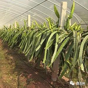 十大特色扶贫产品,第十七批全国扶贫产品名录