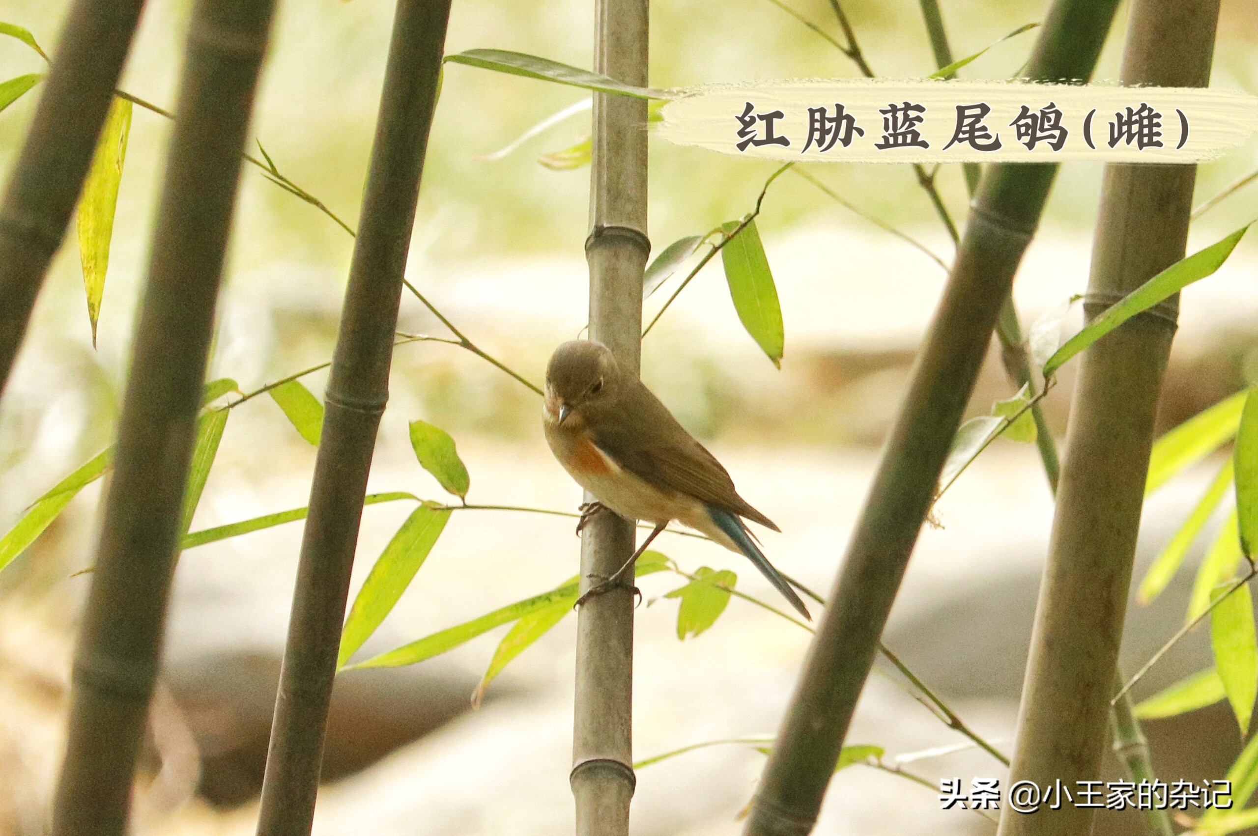 国际爱鸟日天桥岭,国际爱鸟日