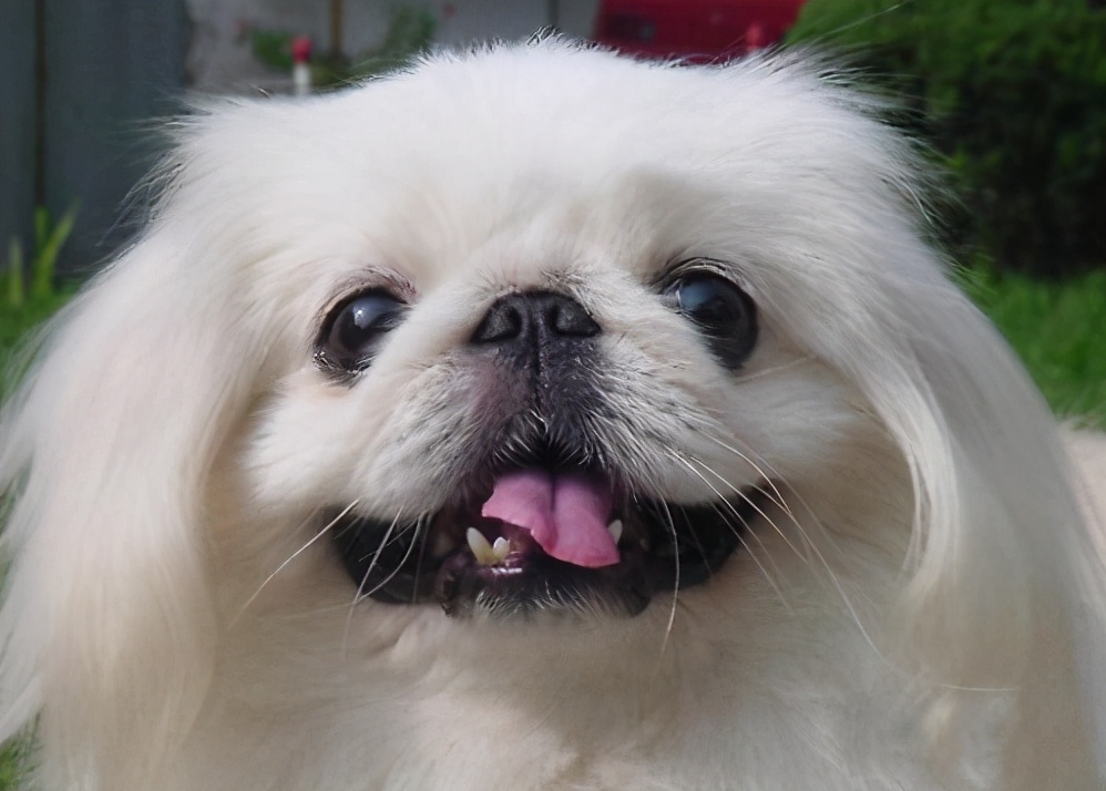 十大便宜好养的小型犬,十大便宜好养的小型犬不咬人