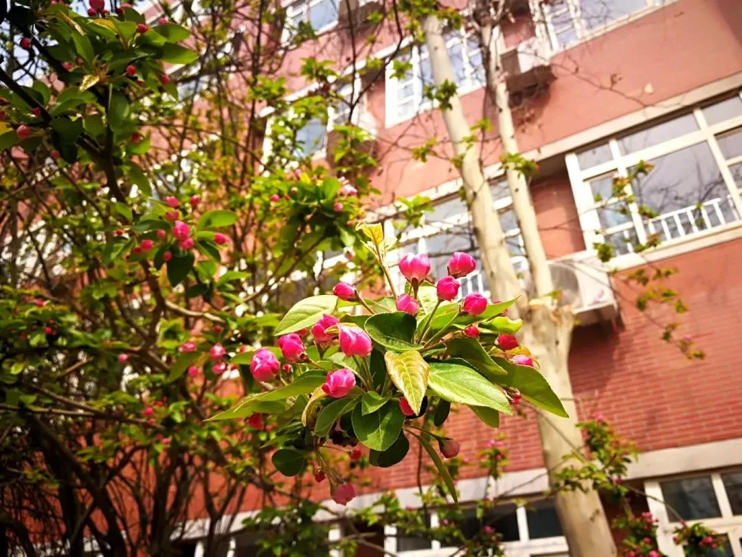 天津高级中学,天津市第二南开中学录取分数线