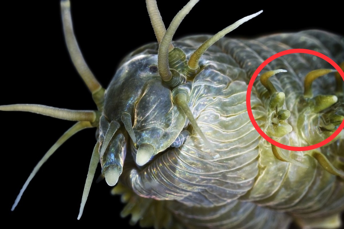 沙蚕假饵钓法视频,沙蚕海水养殖方法