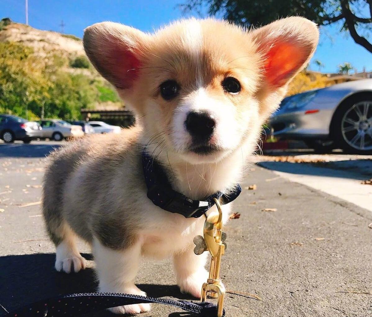 柯基宝宝小短腿柯基,短腿柯基长腿柯基