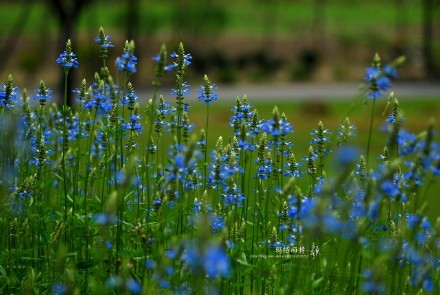 西餐香草大全及用途视频,好吃的西餐料理有哪些