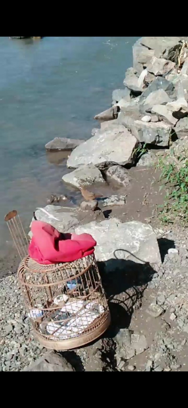 画眉鸟不洗澡最有效方法,画眉鸟如何洗澡