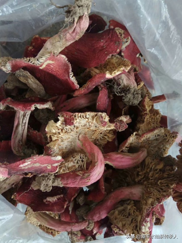 漳平南洋镇野生红菇,福建龙岩漳平水仙茶