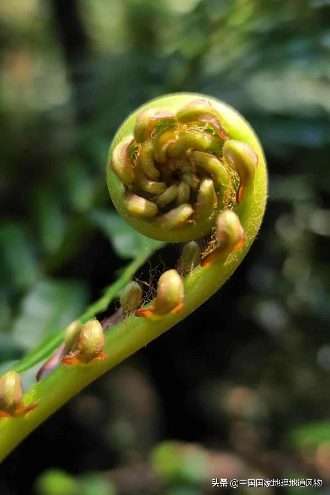 中国五大国家公园,中国十大私藏国家公园