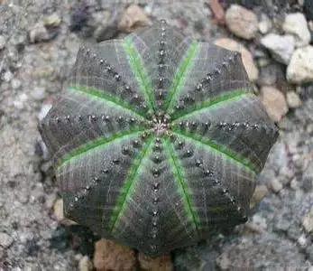 推荐轻松玩转100种常见多肉植物,700种多肉植物图鉴pdf百度云