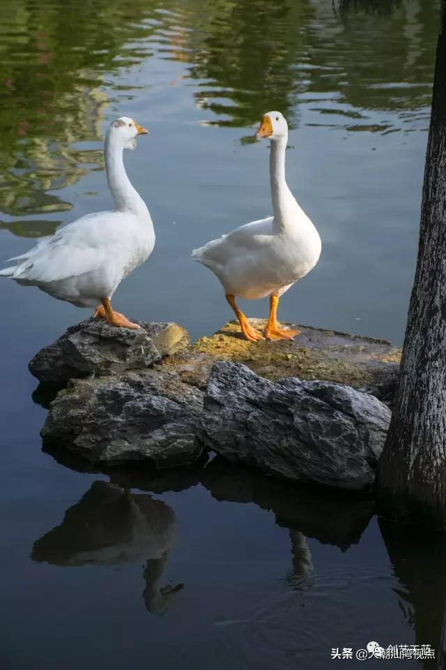 东莞特色文化景点有哪些,东莞文化主题公园