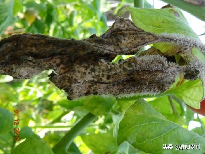 灰霉病怎么治疗彻底根除,灰霉病怎么补救