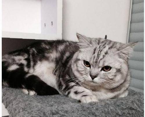 猫咪换粮拉稀呕吐怎么解决,养宠小知识猫咪拉稀呕吐怎么办