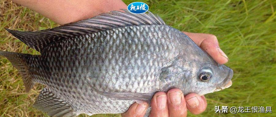 黑坑大鲤视频大全,黑坑战大鲤最新消息