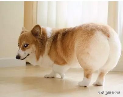 适合家庭饲养的宠物犬推荐,好饲养的小型宠物犬推荐