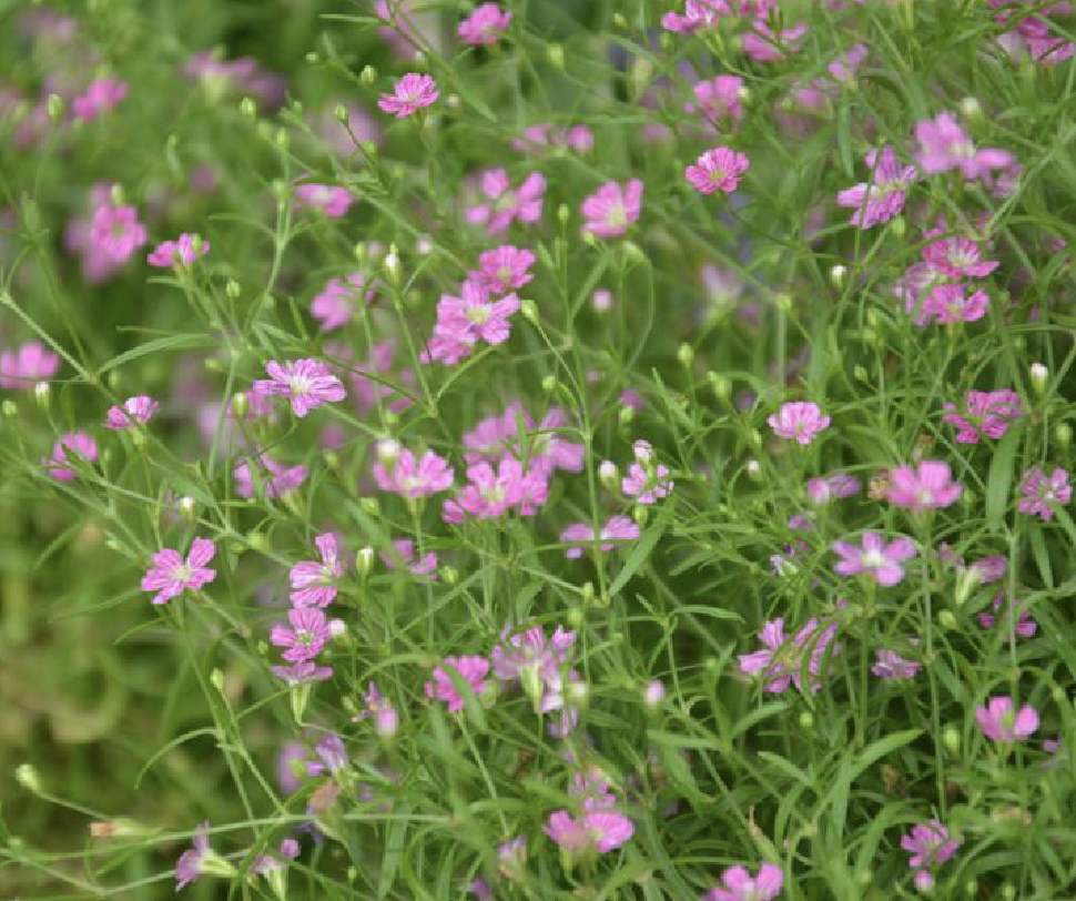 缕丝花，可不要错以为这是满天星哦