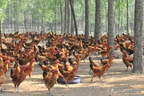 小伙用半亩地养鸡年收入40万,农村小伙半亩田养鸡赚四十万