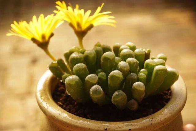 都说养多肉度夏难,都说多肉是懒人植物