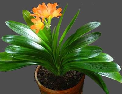 现在的君子兰怎么养小技巧图解,君子兰怎么养才能旺盛小妙招