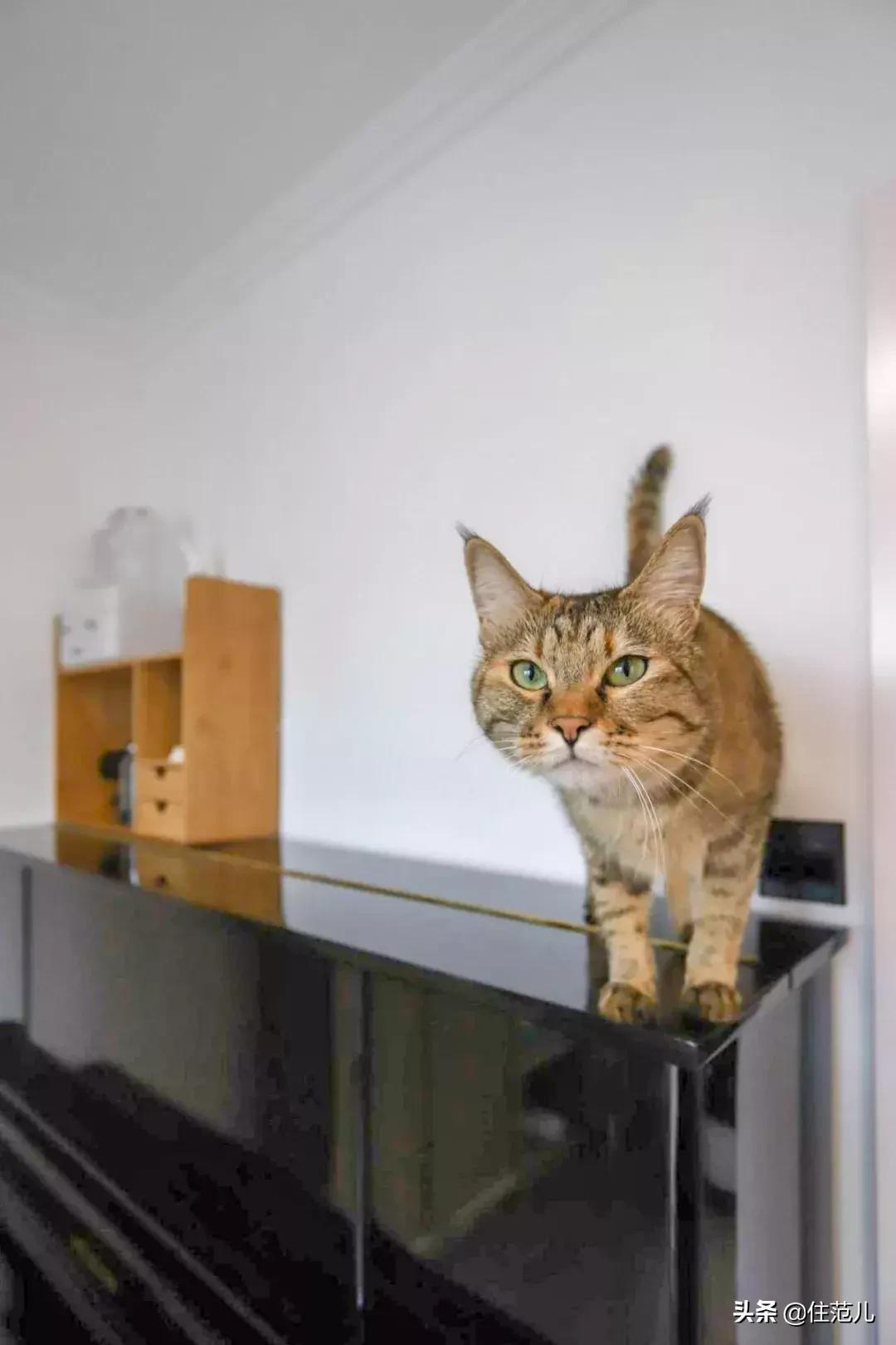 厨房客厅一体加书房小户型,小户型书房客餐一体