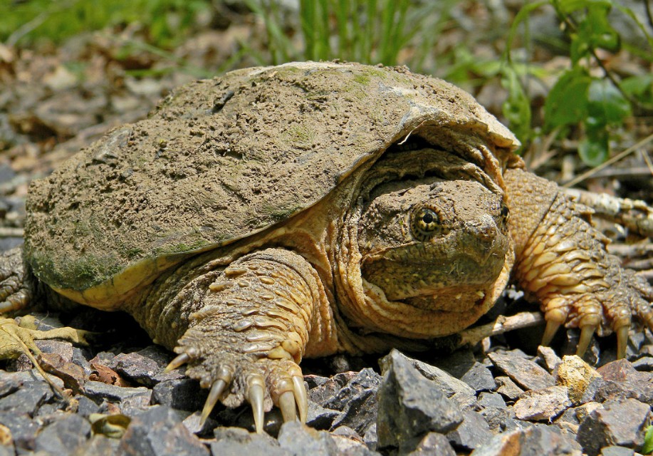 鳄龟的养殖技术和管理书籍,鳄龟如何大批量养殖