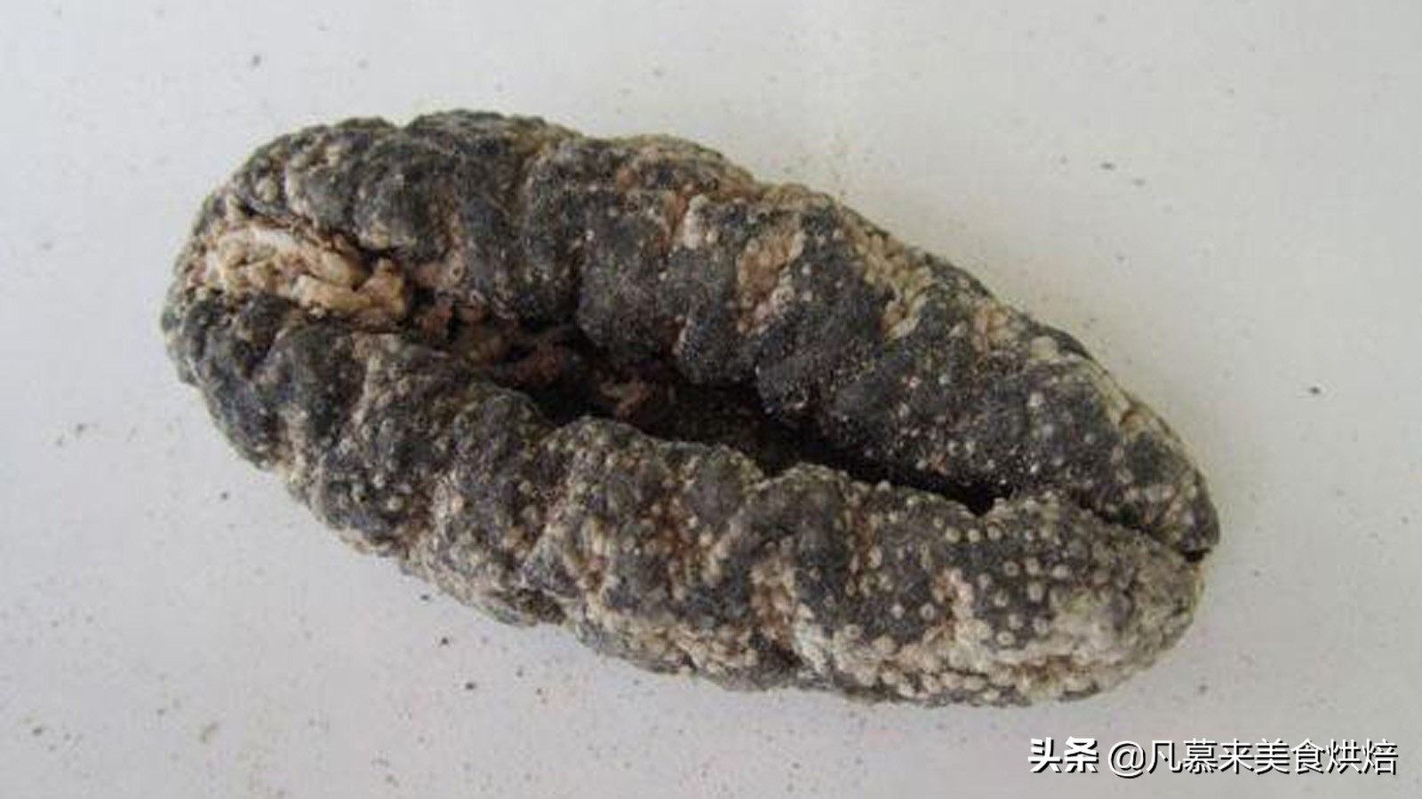 海参有多少种品种科普,海参品种齐全多种多样