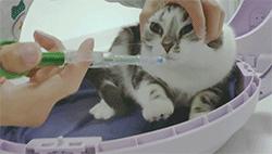 喂药时怎么让猫咪不乱动,喂药给猫方法