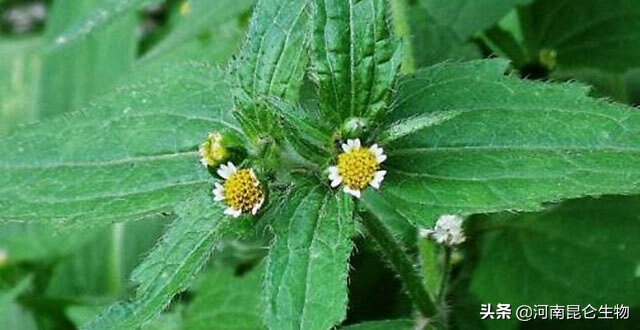 种植药材牛膝打什么药,牛膝种植用什么农药效果好