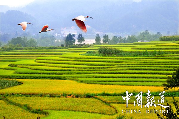 国宝朱鹮进入繁育季,国宝朱鹮