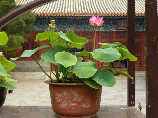 王阿姨买藕自己养，放在大缸里长出满缸，放点小鱼意境好