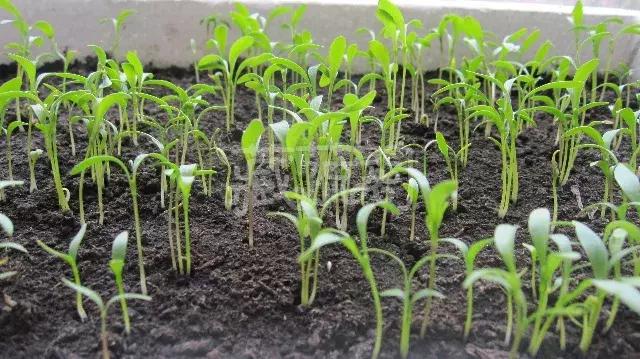 可以调味增香的蔬菜,让你越吃越香的蔬菜