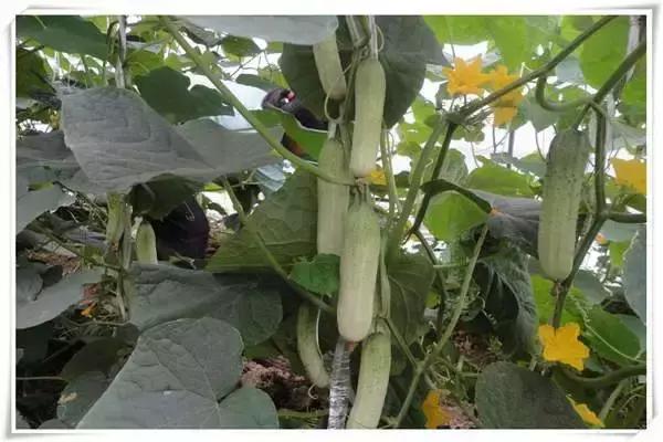 种黄瓜有什么病害,种黄瓜要注意哪些事项