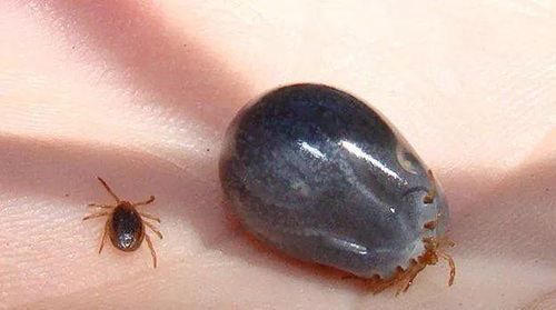 蜱虫叮咬后是不是有个小黑点,蜱虫防治的办法