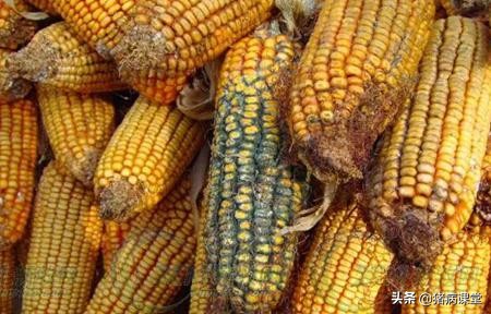 猪霉菌毒素中毒吃什么可以解毒,猪霉菌毒素中毒的防治措施有哪些